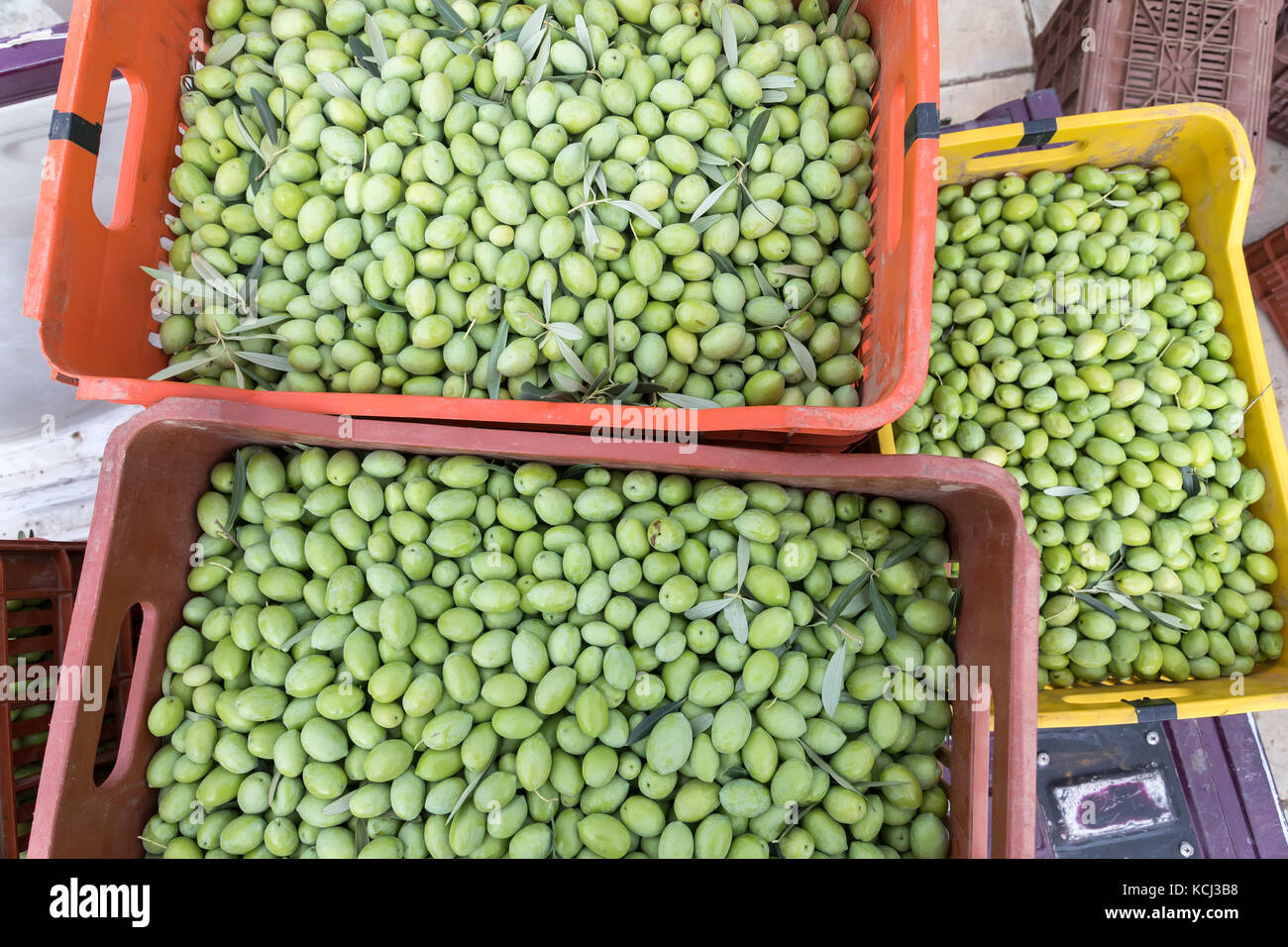 Ripe green olives collected in box Stock Photo Alamy