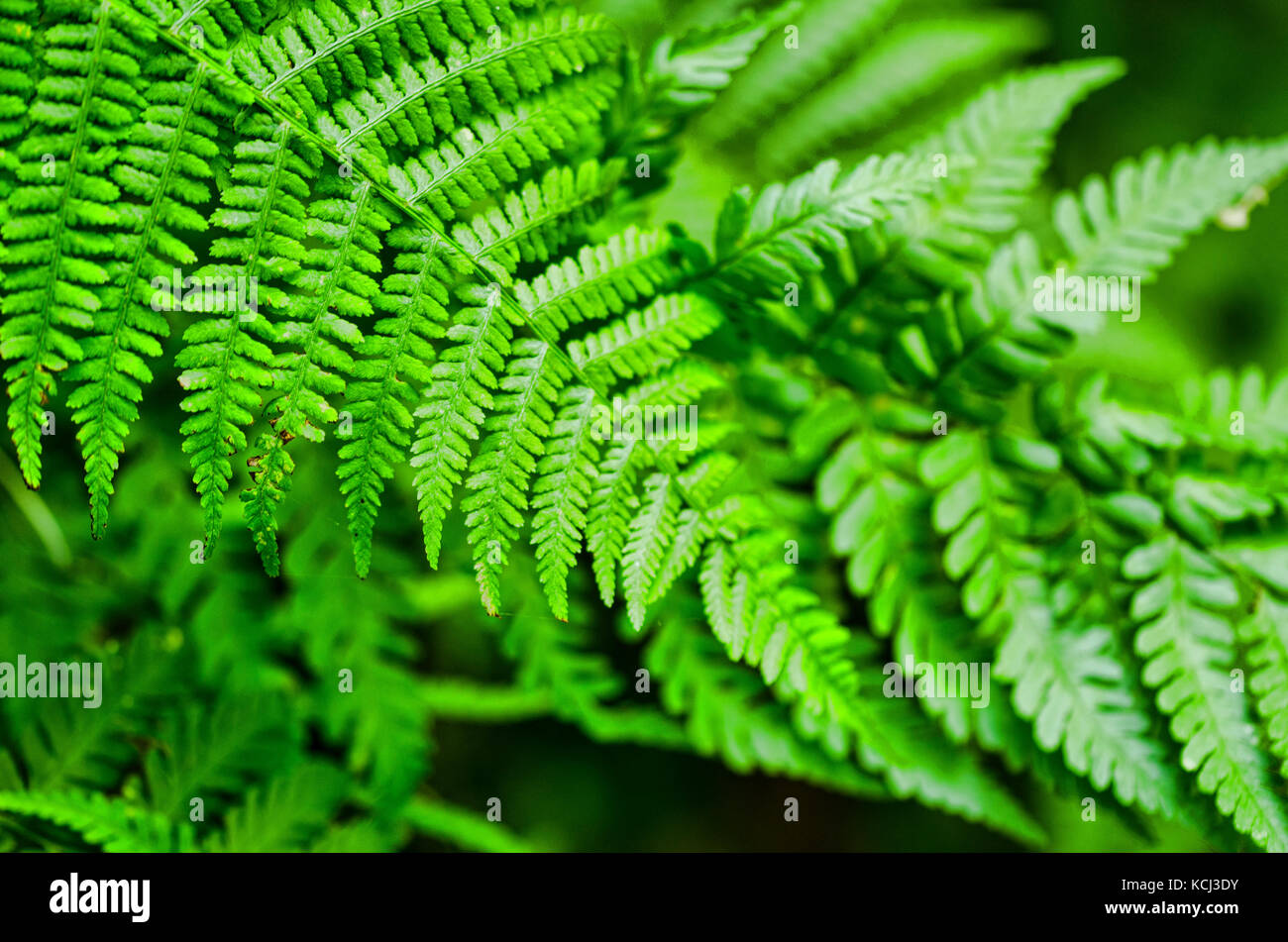 Nephrolepis exaltata (The Sword Fern) - a species of fern in the family Lomariopsidaceae - Felce Stock Photo