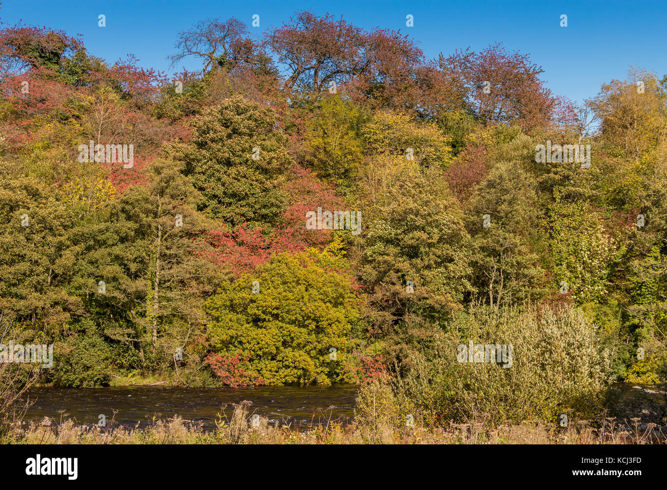 Autumn colour, reds and golds in mixed deciduous woods on the banks of the river Tees near Wycliffe, Teesdale, UK October 2017 Stock Photo