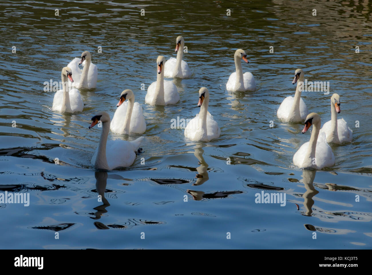 Seven swans swimming - christmas? Stock Photo