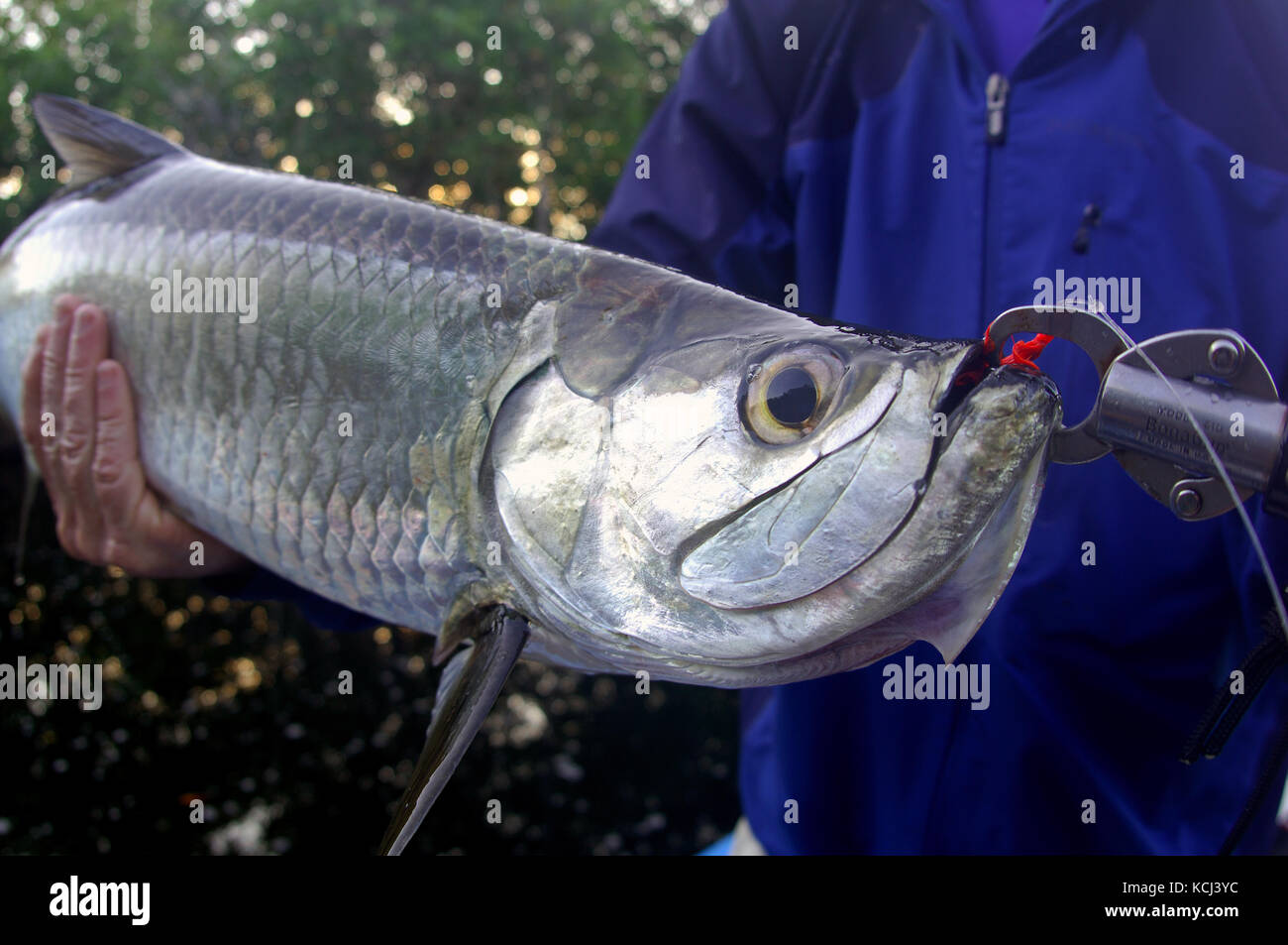 A fisherman holds a juvenile tarpon caught while fly fishing the remote jungle rivers of
