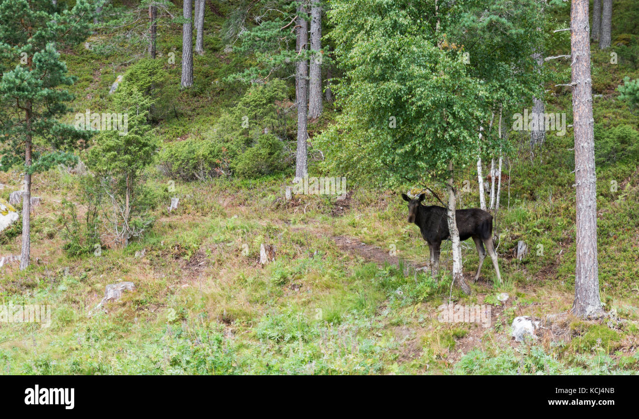 moose or antler in norway Stock Photo