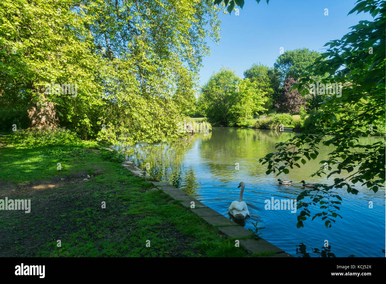 Cirencester; Abbey grounds park, lake, river Chum, Gloucestershire; UK