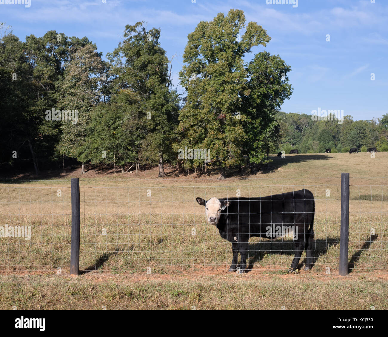 Young cow in pasture looking out through wire fence Stock Photo