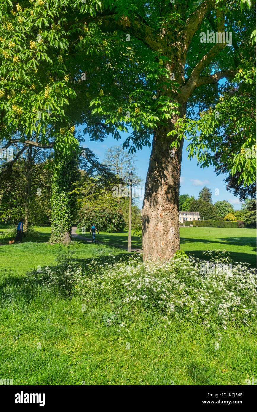 Cirencester; Abbey, Abbey grounds park, Gloucestershire; UK; England