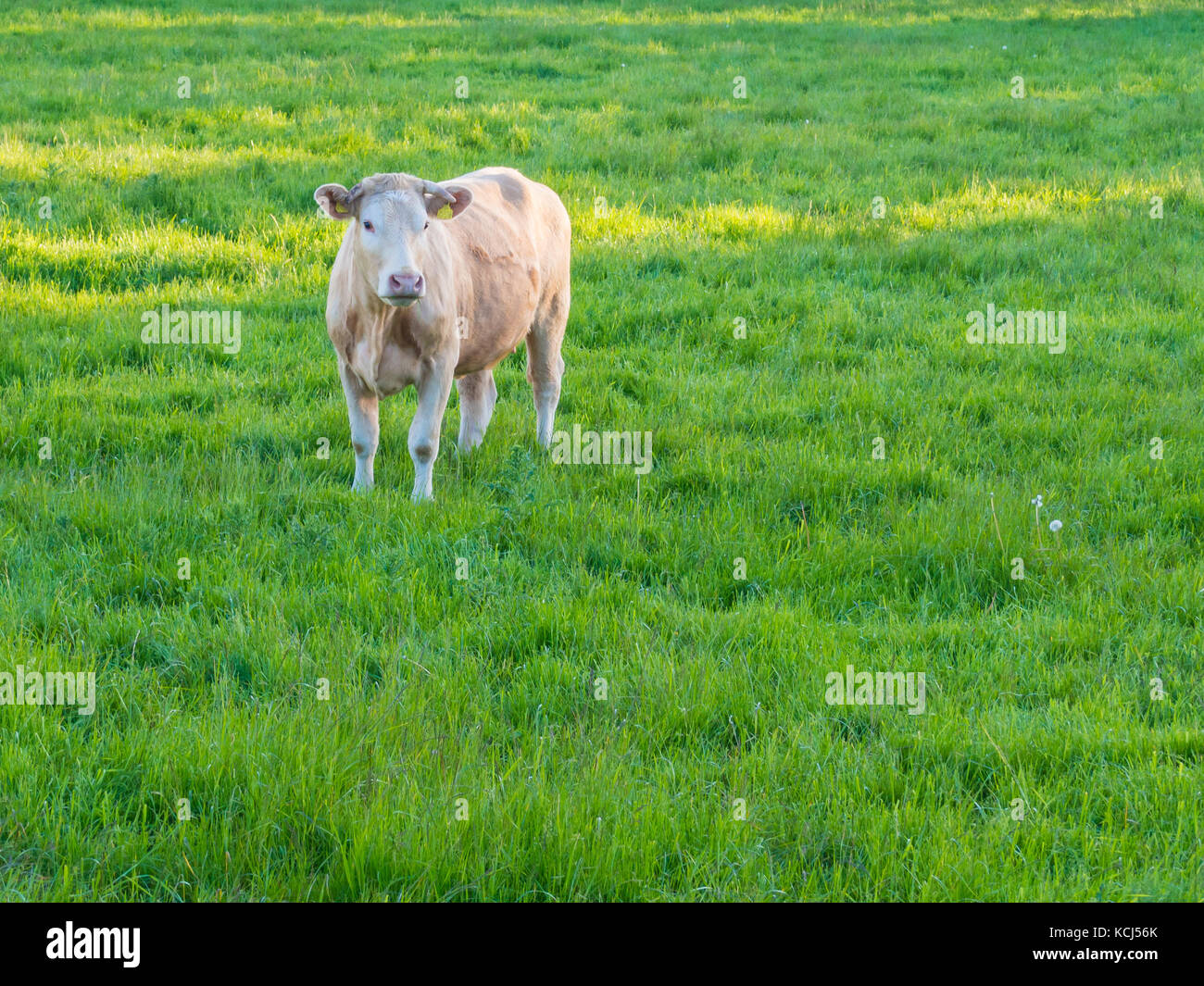 Beautiful young German cow standing on lush green field in spring time ...