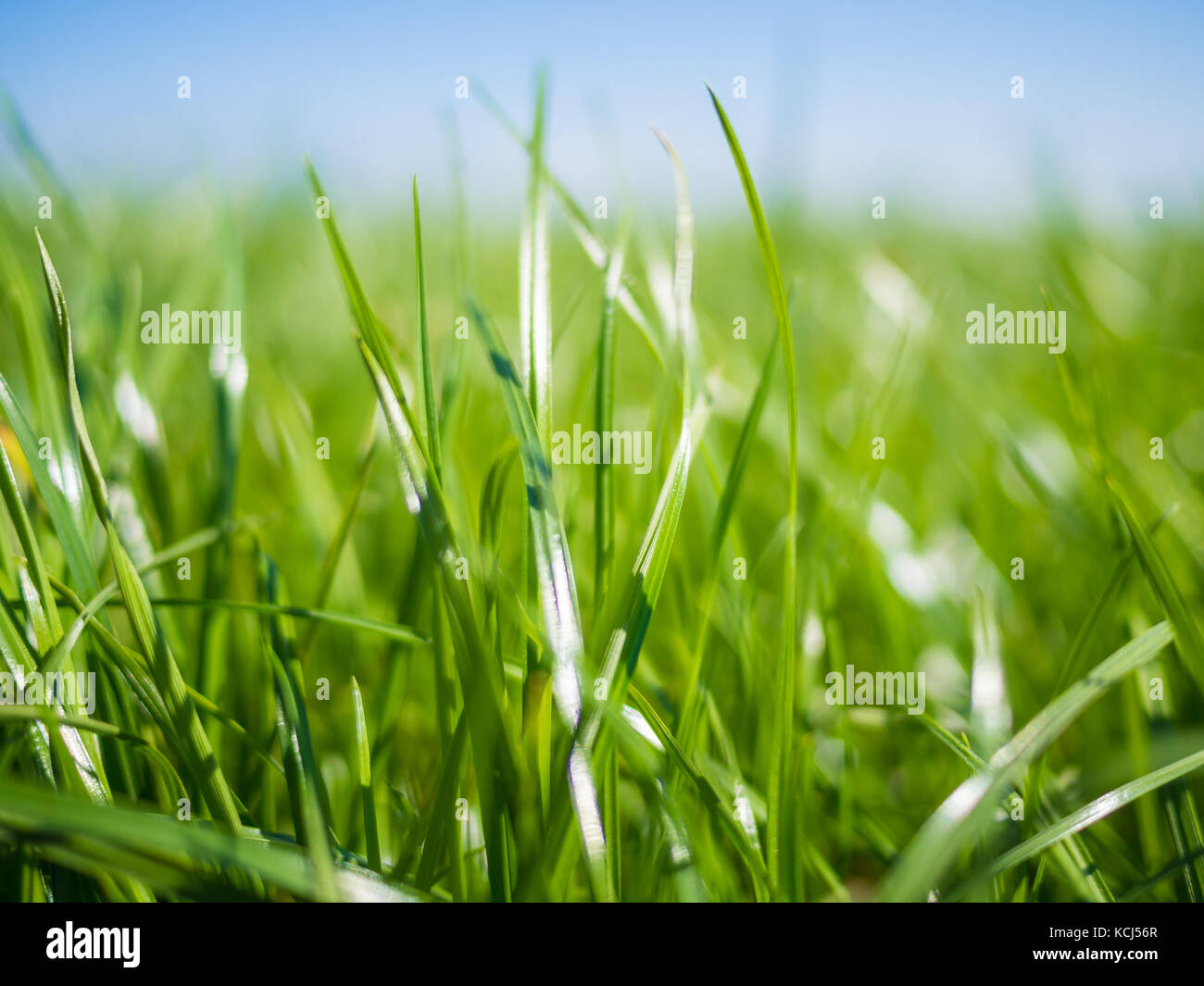 close-up of lush green grass on field in Northern Germany with sun shining and nice bokeh during spring, Nordfriesland Stock Photo