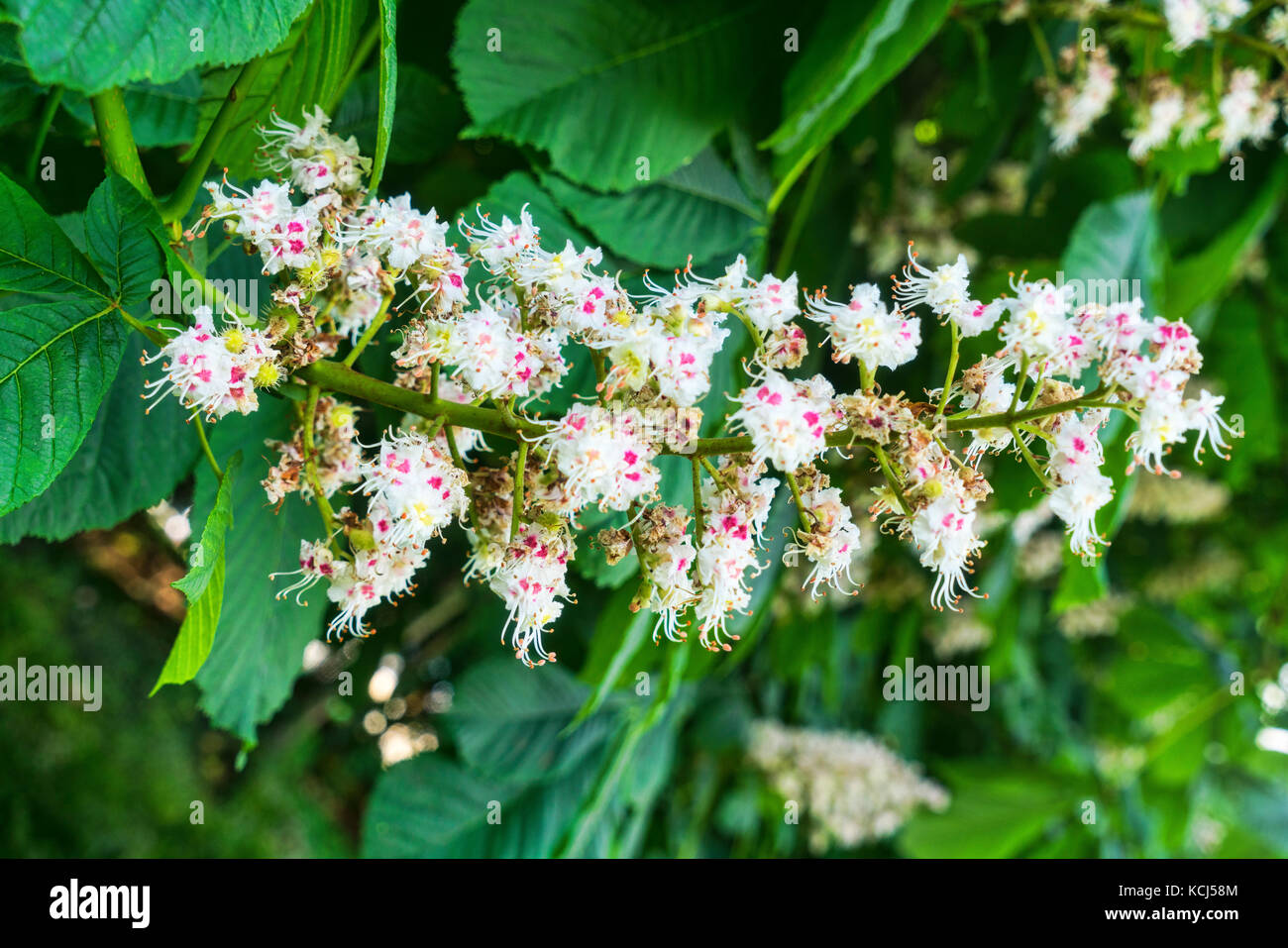 Cirencester;  park,  specimen, chestnut, flowering, trees, Gloucestershire; UK; England Stock Photo