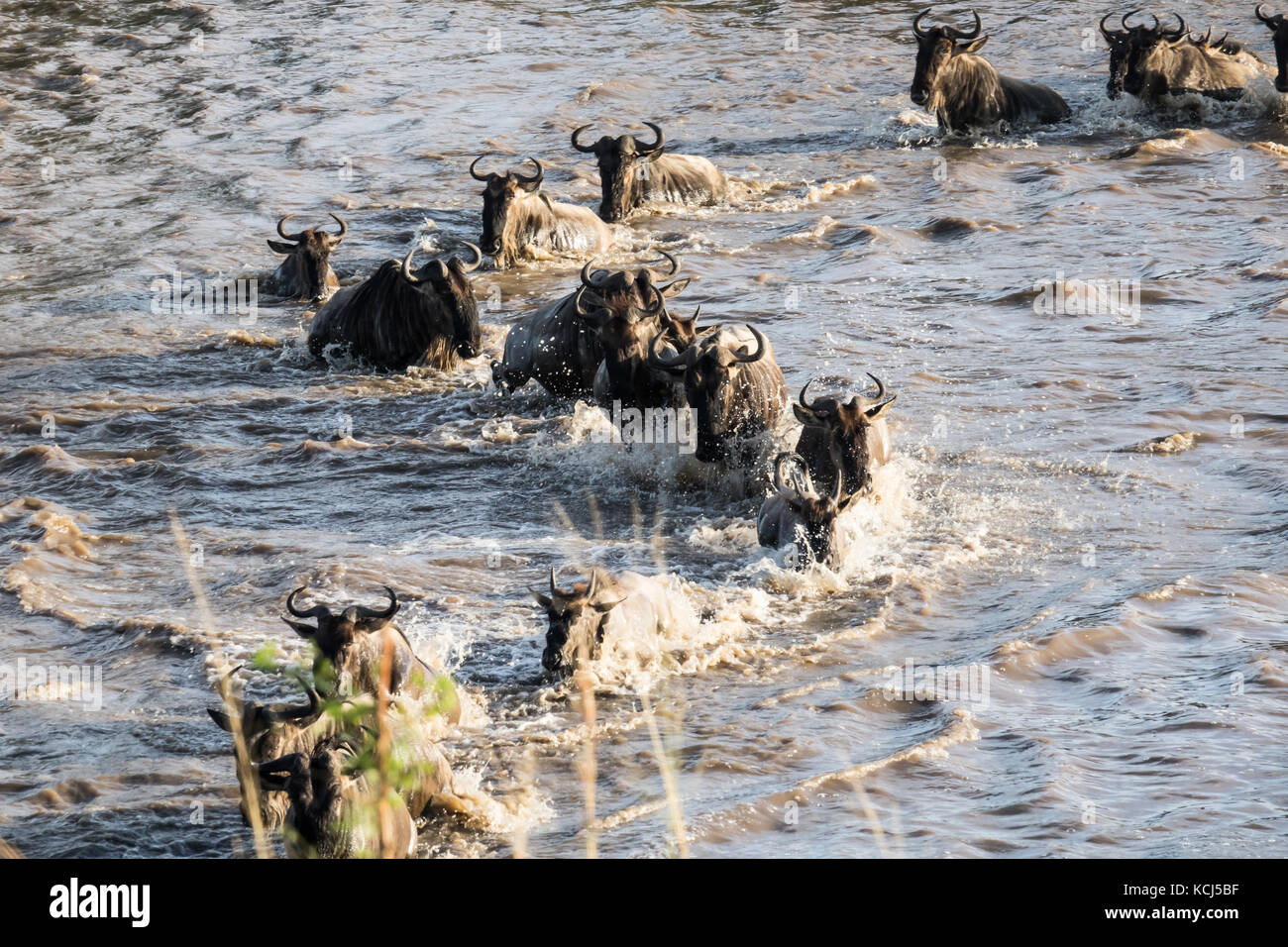 Wildebeest traversing the river during the Great Migration, facing the threat of crocodiles and currents that pull at the young Stock Photo