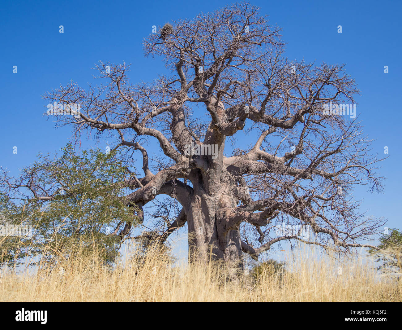 Huge African baobab tree growing on Kukonje Island in Botswana, Southern Africa Stock Photo