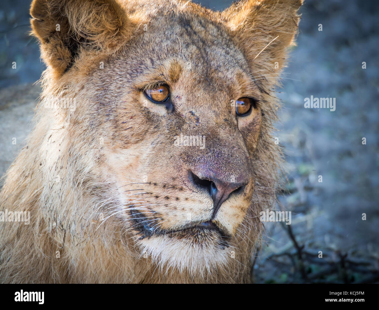 Closeup portrait of female lion laying at sandy beach of Chobe River after morning hunt, Chobe NP, Botswana, Africa Stock Photo
