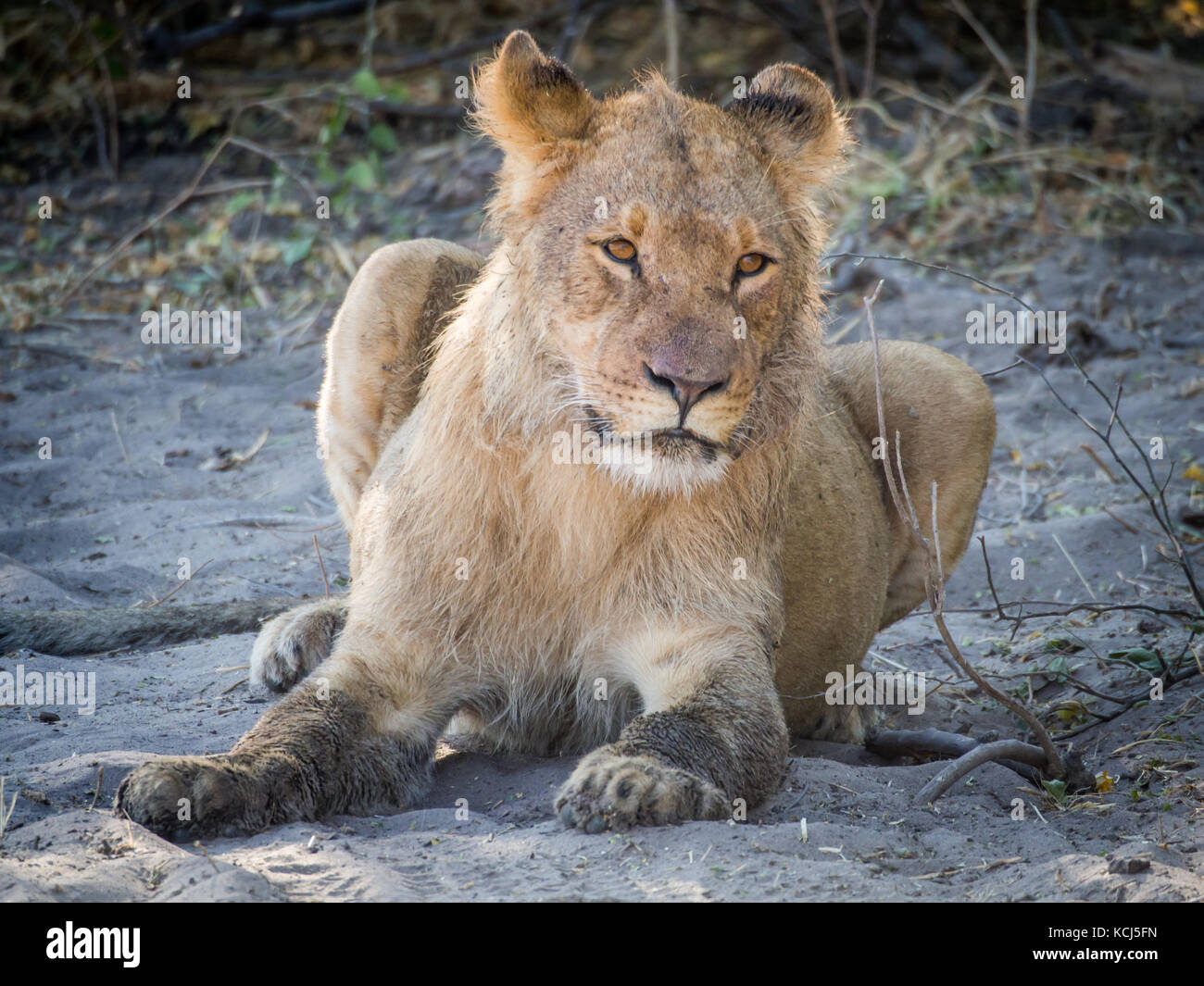 Closeup portrait of female lion laying at sandy beach of Chobe River after morning hunt, Chobe NP, Botswana, Africa Stock Photo