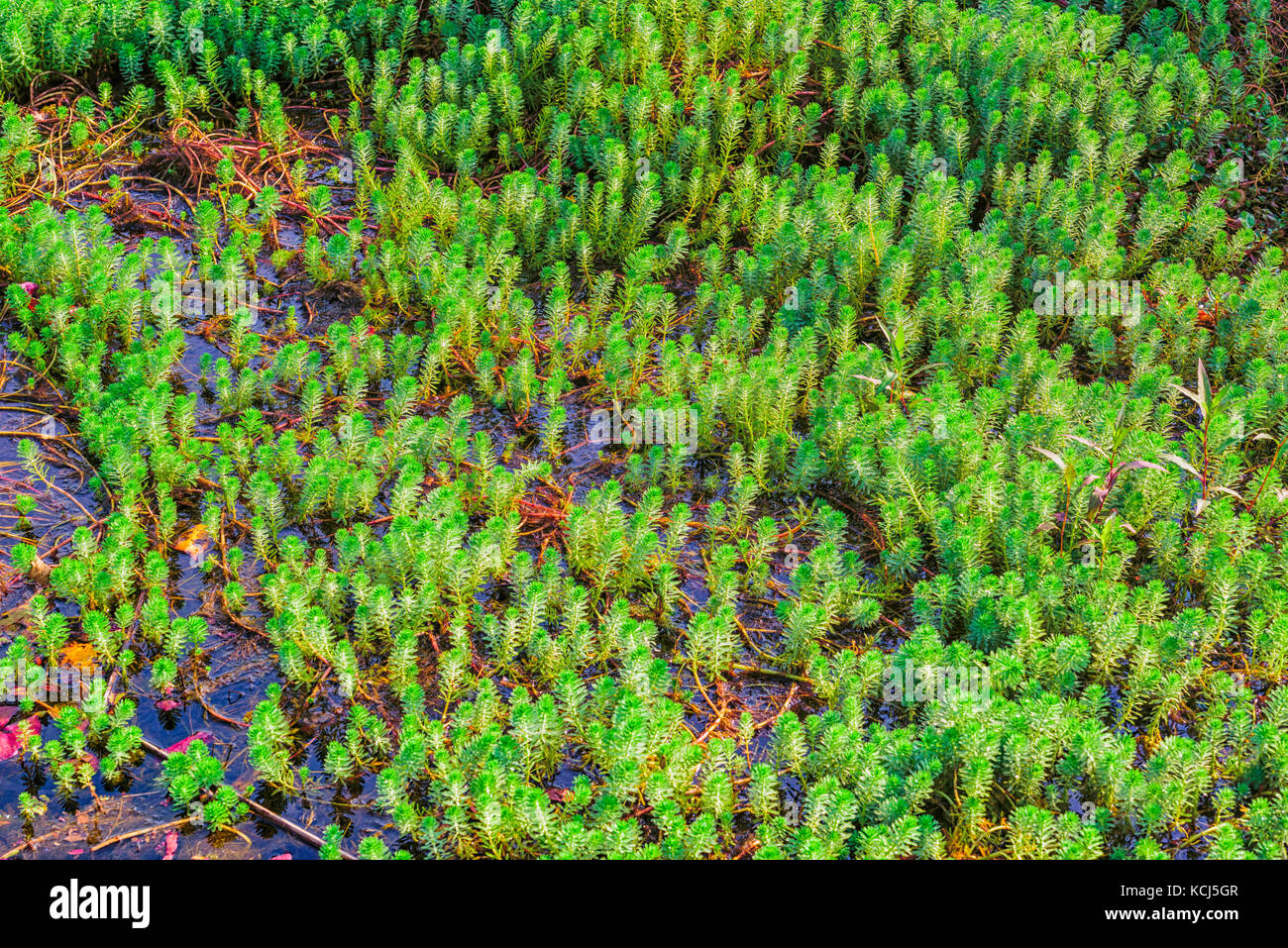 Background Image Stock Photo