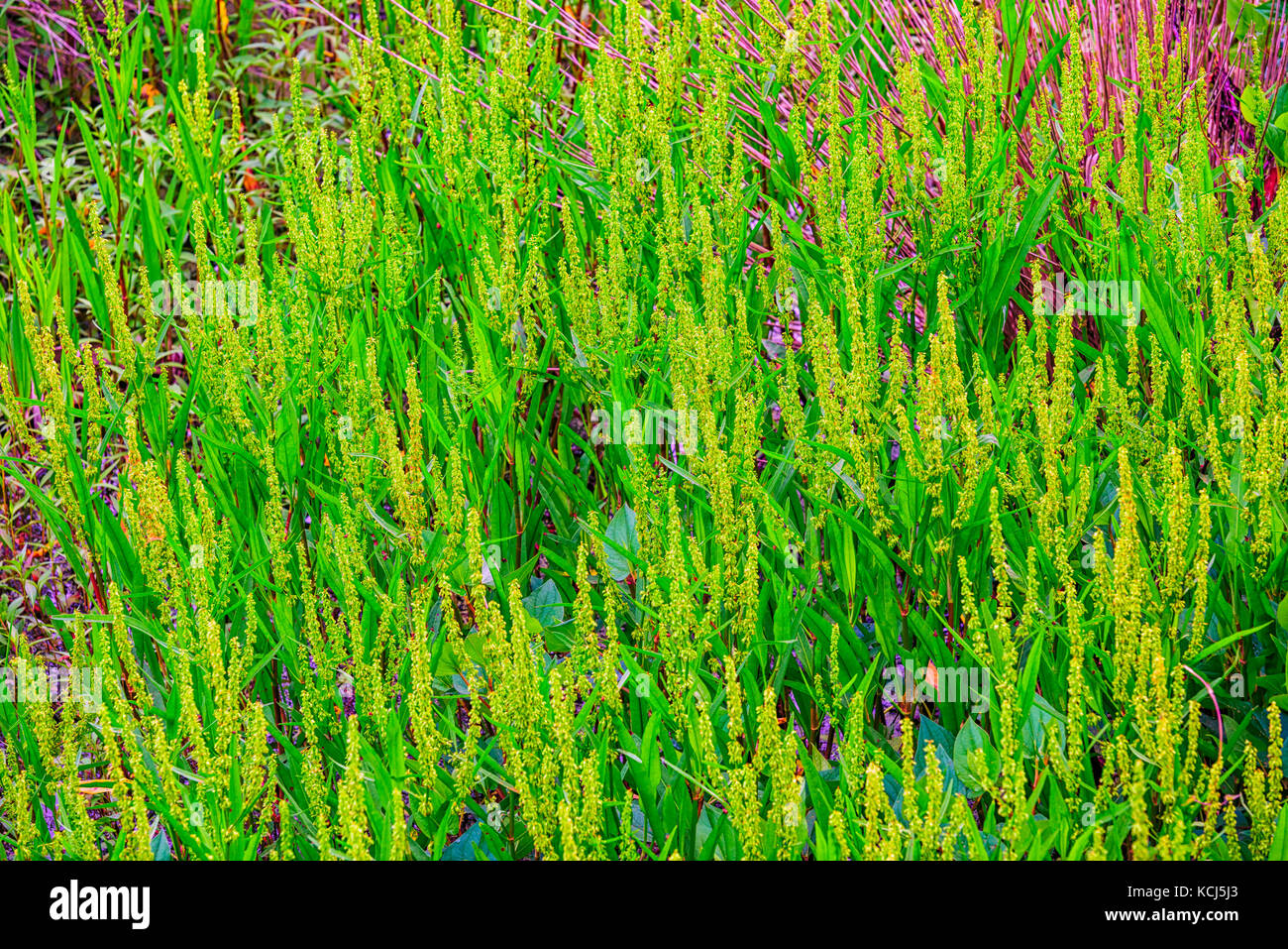 Grassland weeds hi-res stock photography and images - Alamy