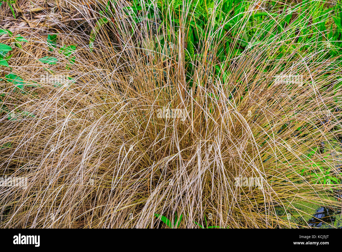 Background Image Stock Photo