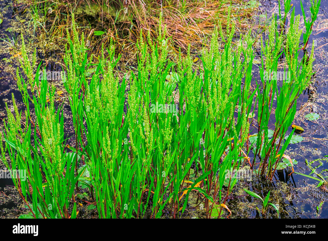 Wetlands weeds hi-res stock photography and images - Alamy