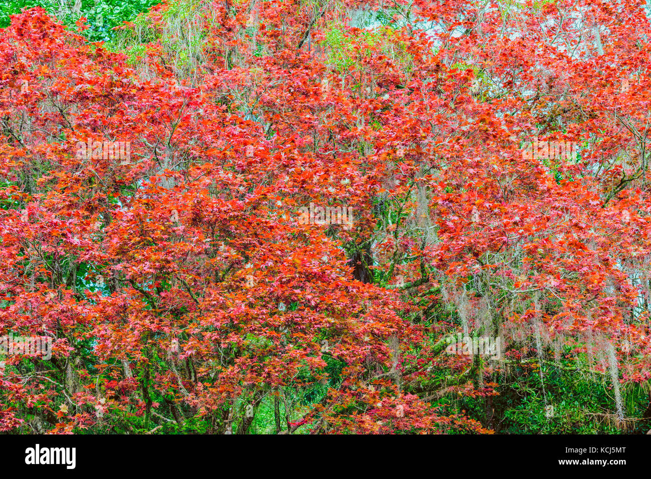 Background Image Stock Photo