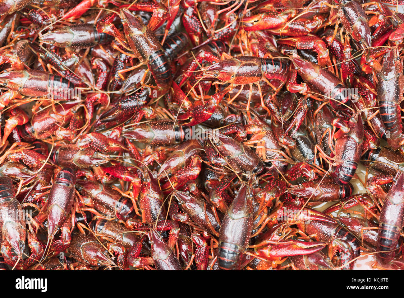 Bunch of living procambarus clarkii crayfishes close-up in a bas Stock Photo