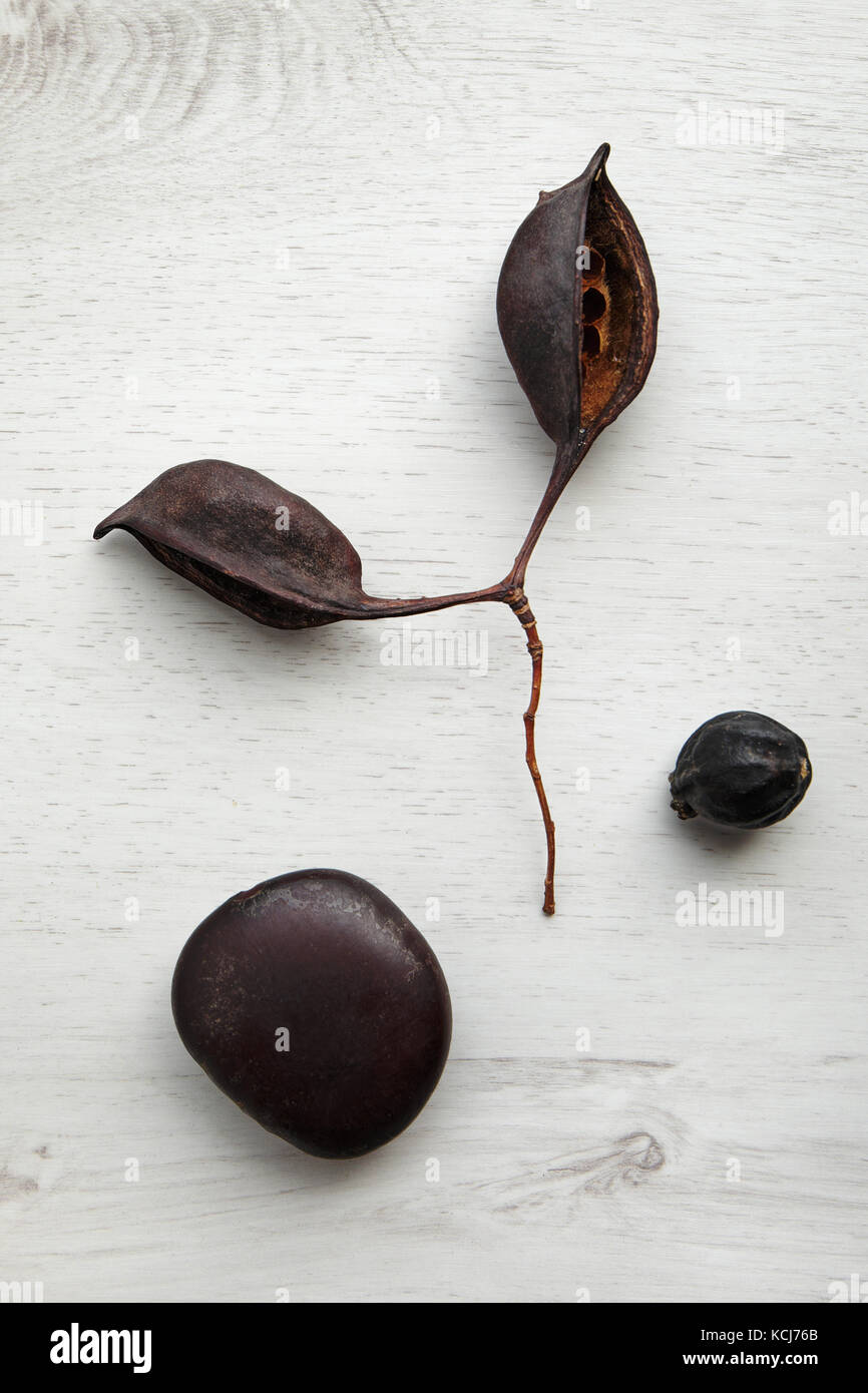 Large brown seeds hires stock photography and images Alamy