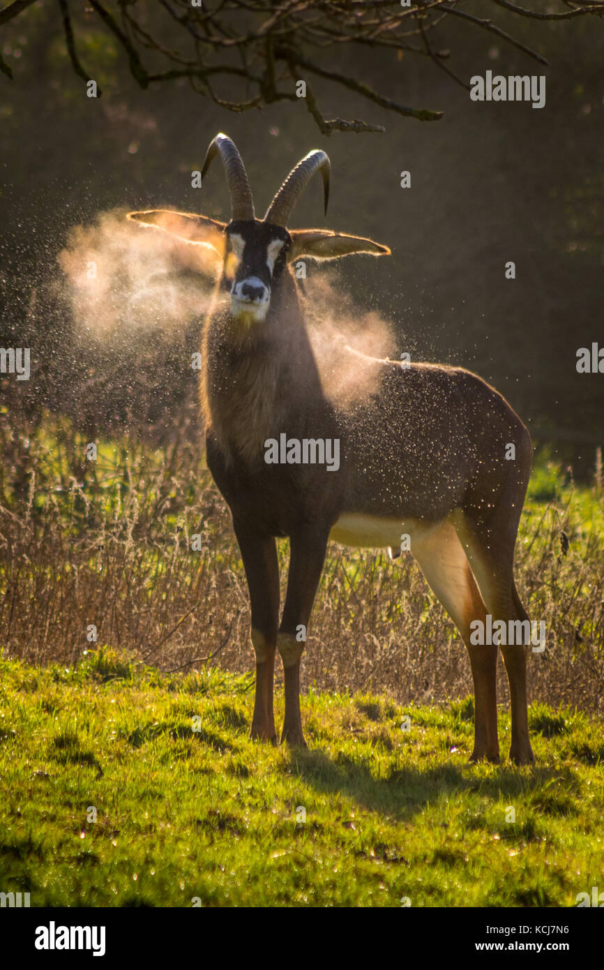 Roan antelope snorting condensation in early morning winter sun Stock Photo