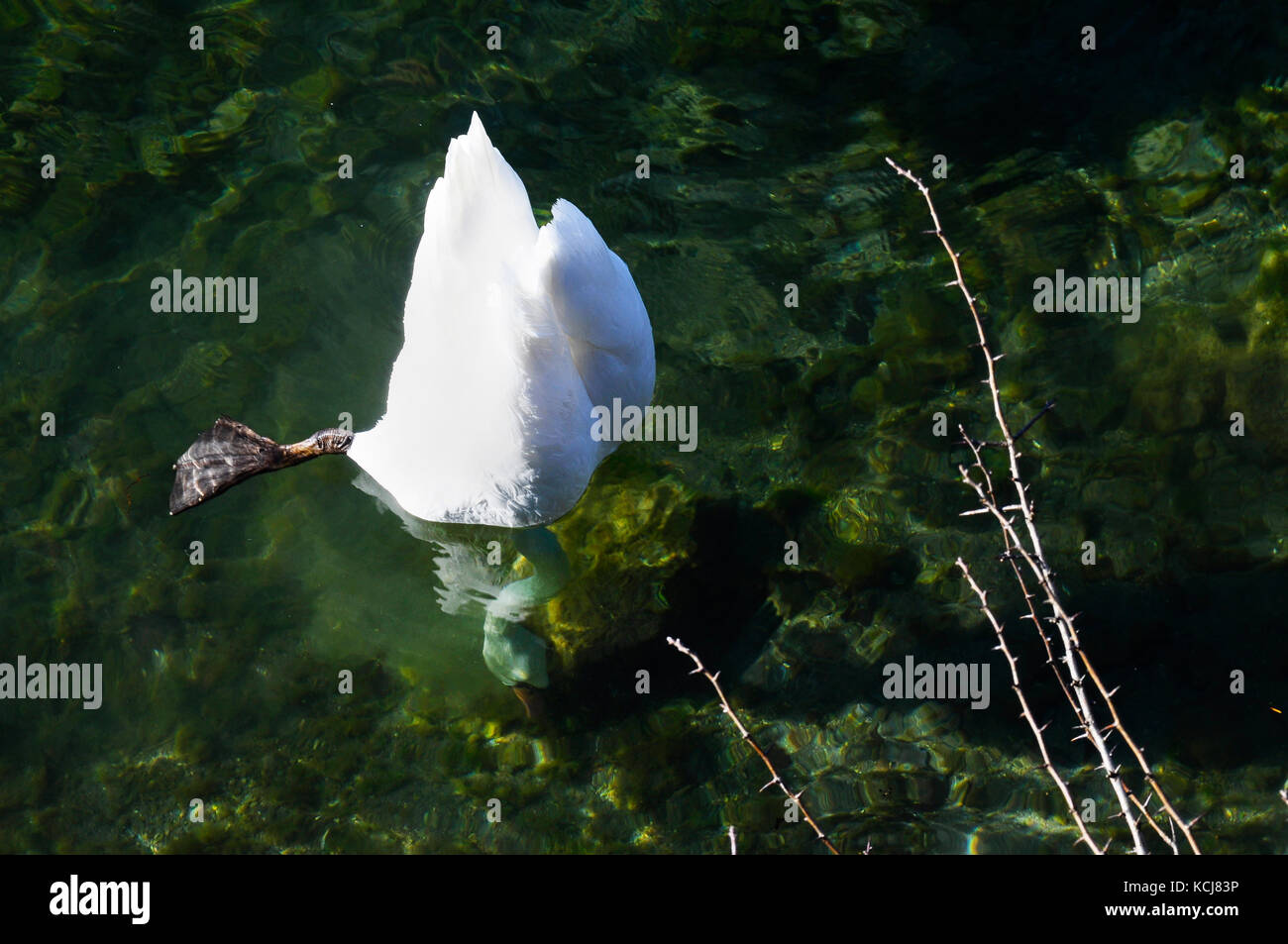 White swan, dipping underwater to eat seaweed, Annecy lake, France