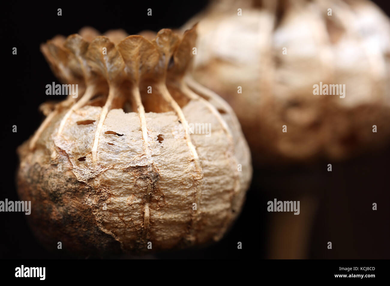 Poppy seed dispersal hires stock photography and images Alamy