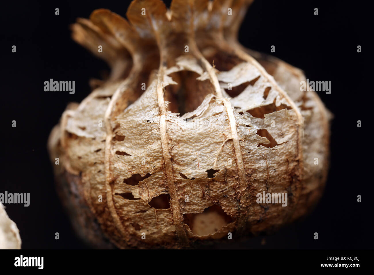 Poppy seed dispersal hires stock photography and images Alamy