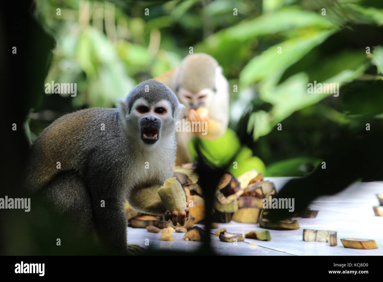 Capuchin monkey eating bananas in Ecuadorian rain forest Stock Photo