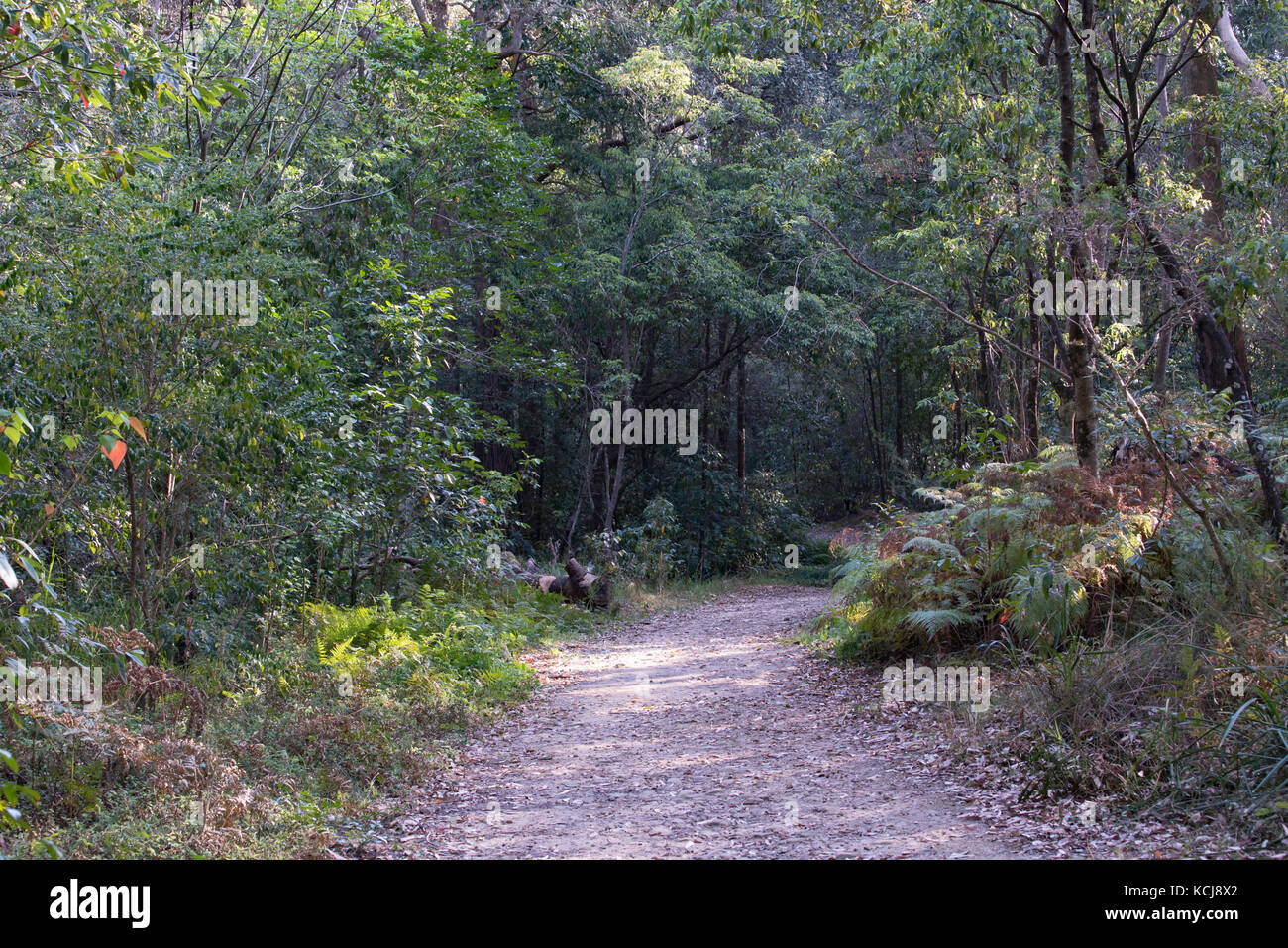 A fire trail bush track in northern Sydney bush land in New South Wales, Australia Stock Photo