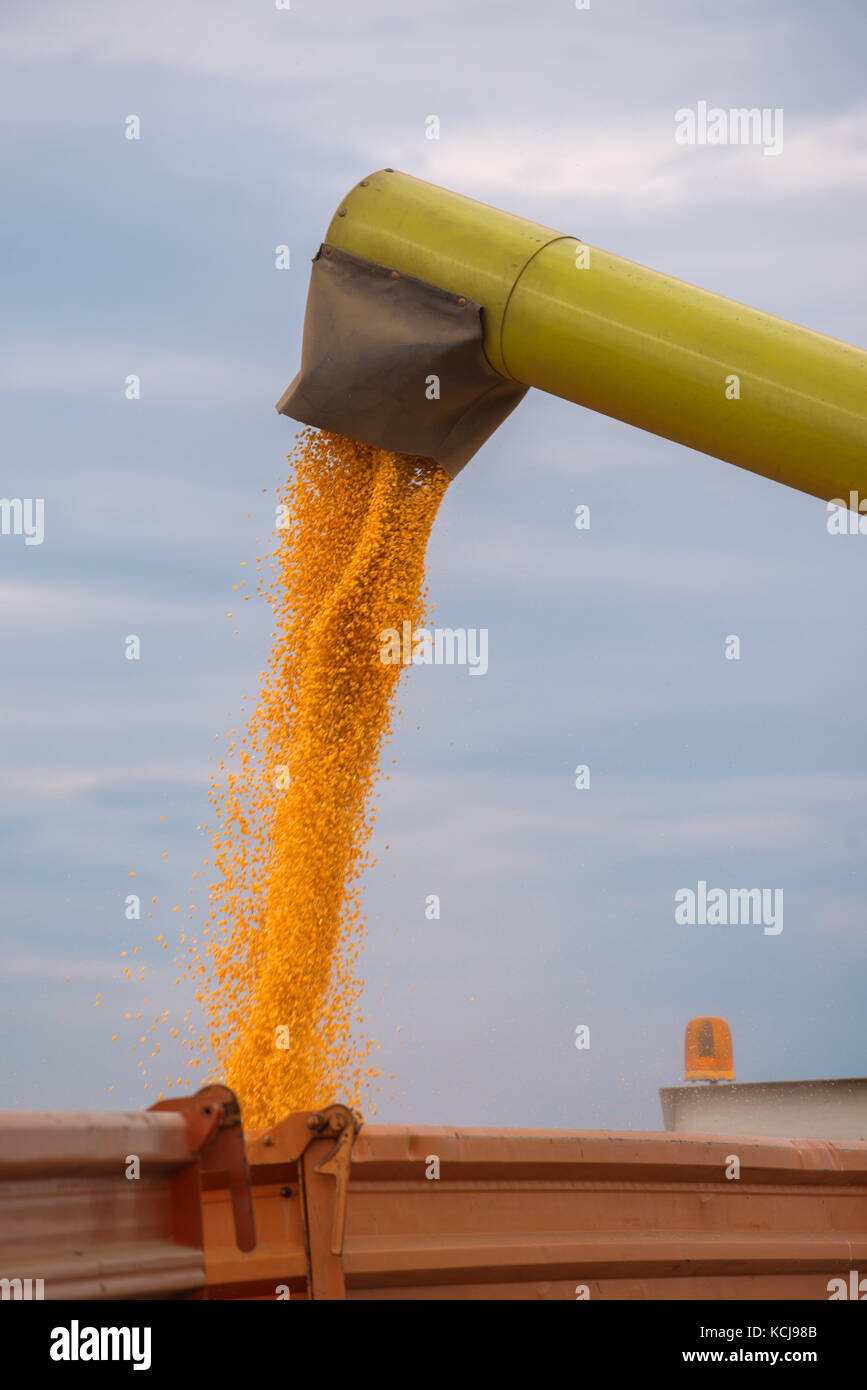 Combine harvester auger unloading harvested corn into tractor trailer. Agricultural machinery
