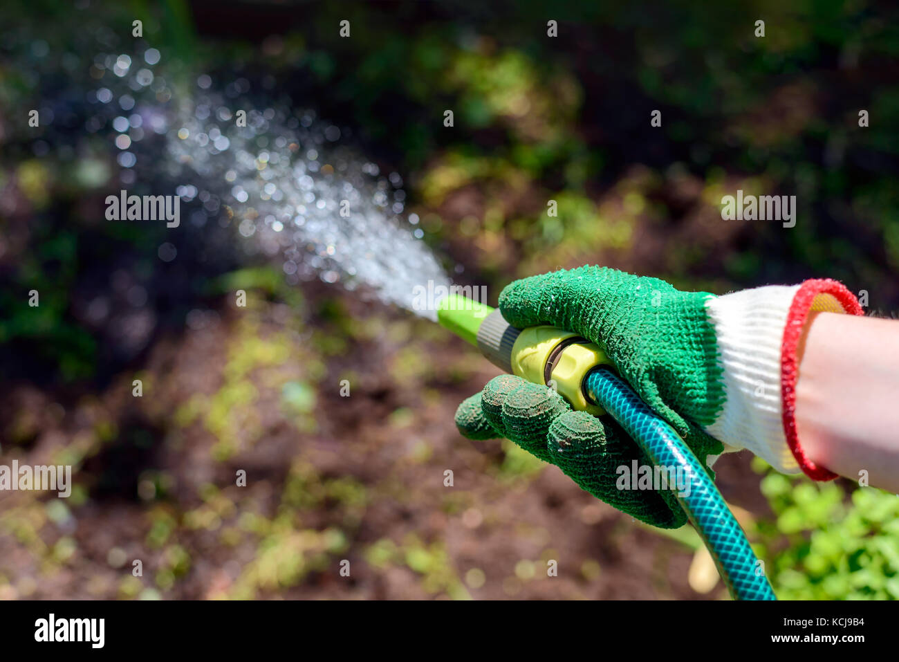 Watering garden with a hose Stock Photo Alamy