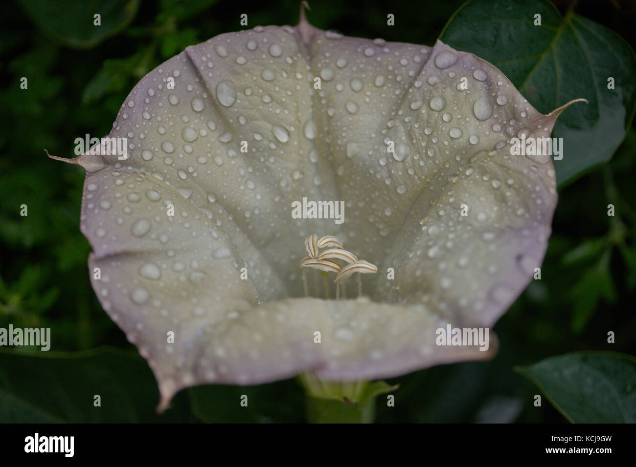 Datura innoxia ,white flower with raindrops close up pricklyburr,recurved thorn-apple,downy thorn-apple, Indian-apple Stock Photo