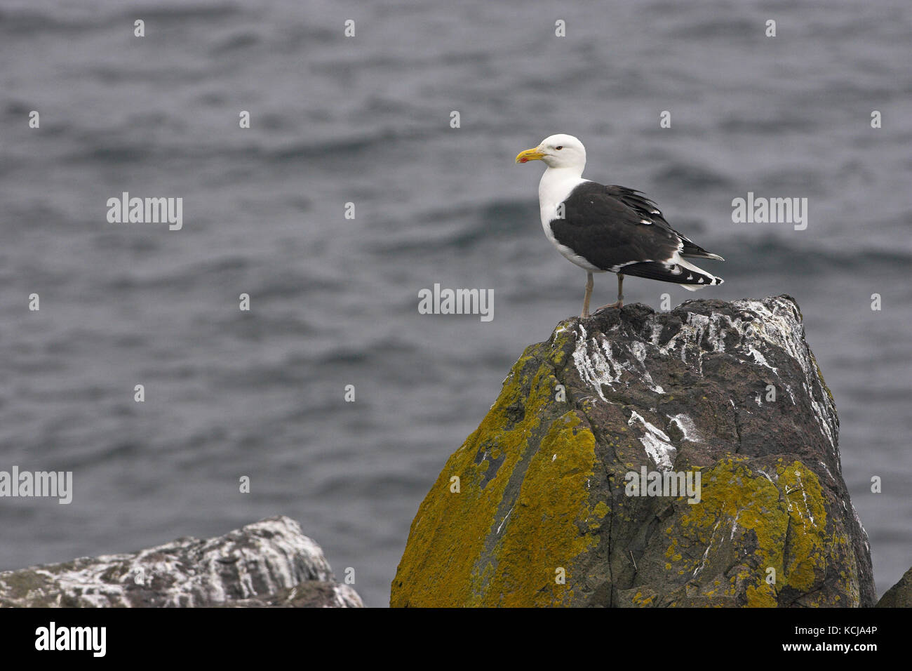 Great black-backed gull Larus marinus standing on a rock Isle of May Firth of Forth Scotland Stock Photo