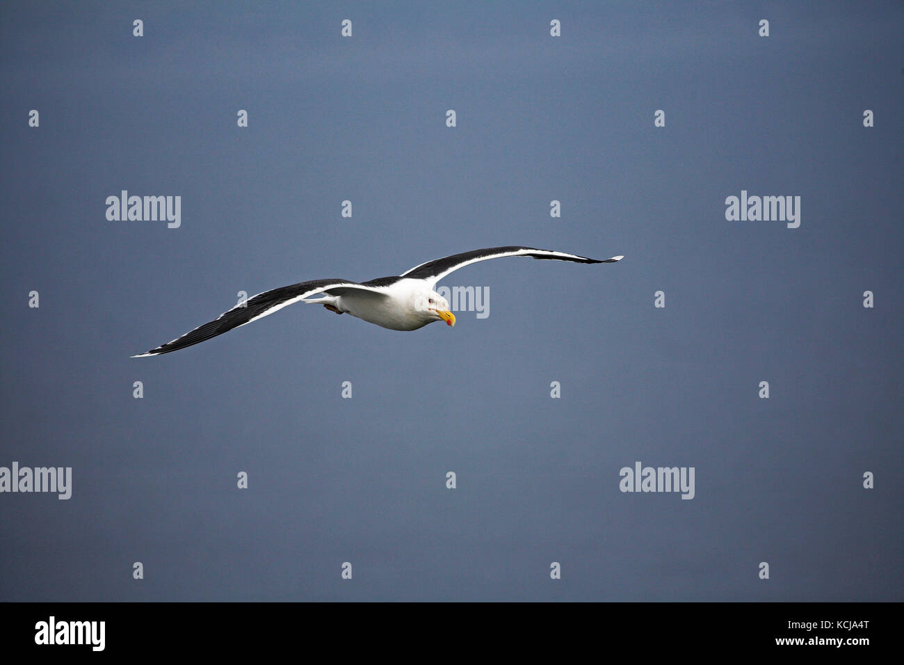Great black-backed gull Larus marinus in flight Isle of May Firth of Forth Scotland Stock Photo