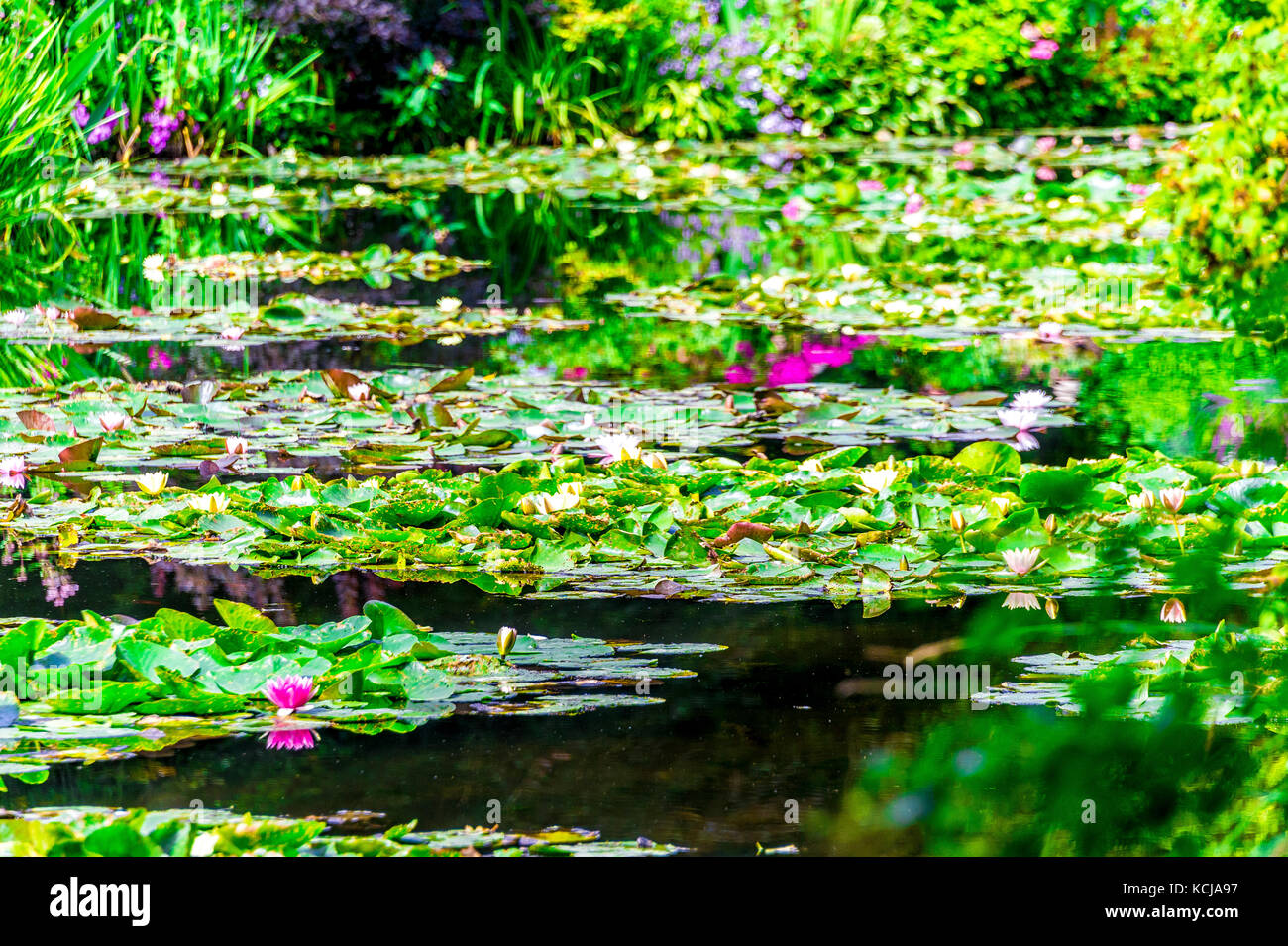 Famous Lily pond in garden Stock Photo Alamy