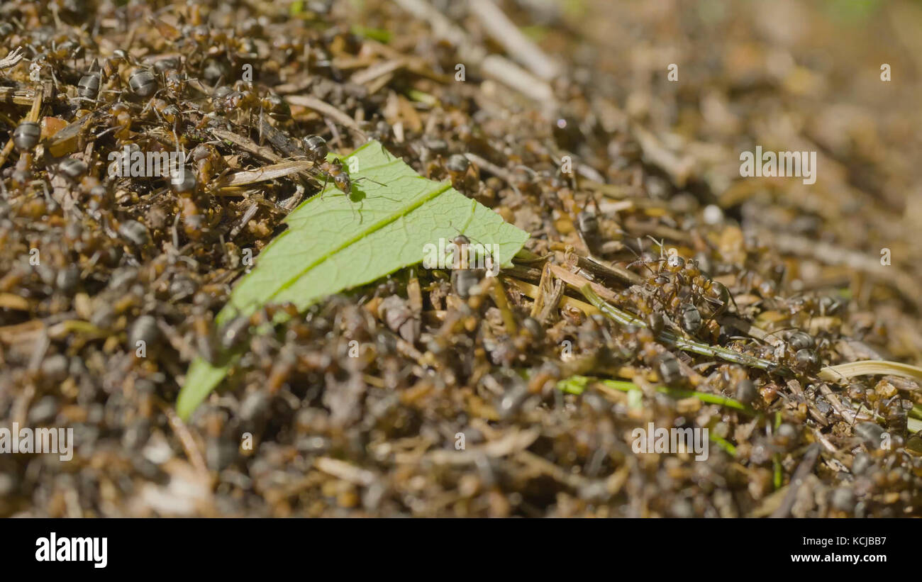 Antihil Insects Ants moving in anthill Marco many insects background. Closeup life of ...