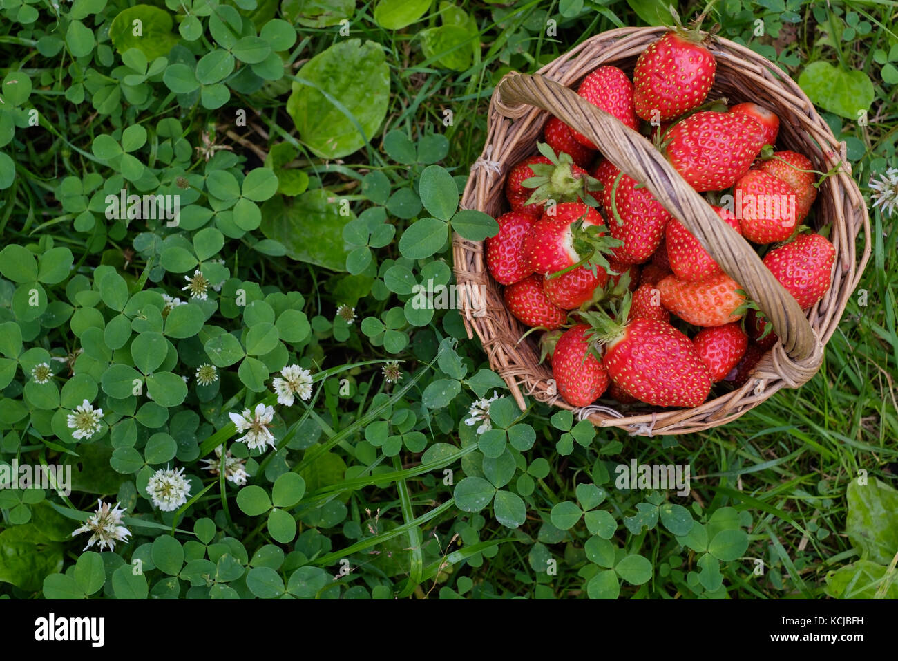 Ripe strawberry in basket on backfround of green grass Stock Photo - Alamy