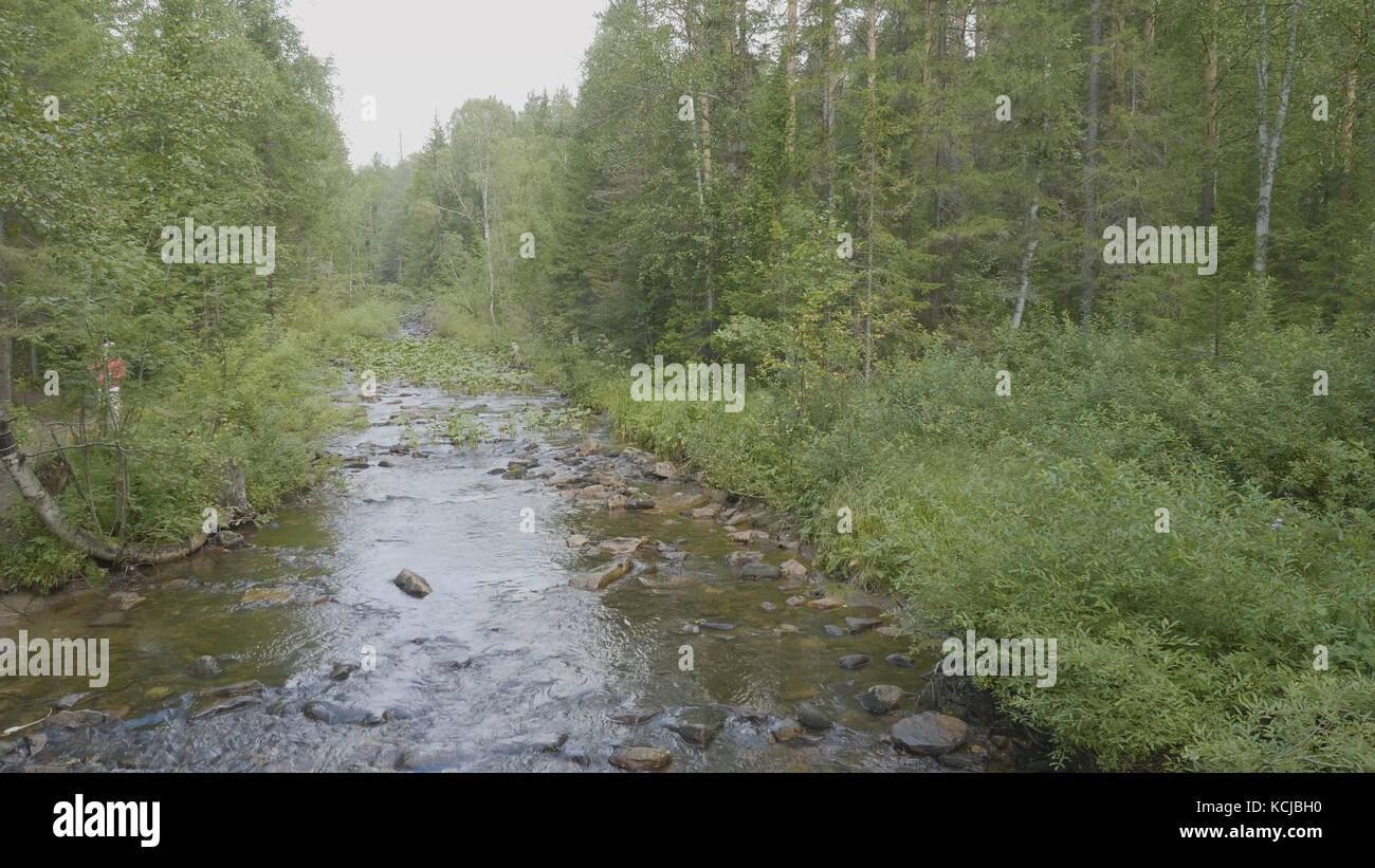 Forest trees reflecting in river water in sunny summer Stock Photo - Alamy