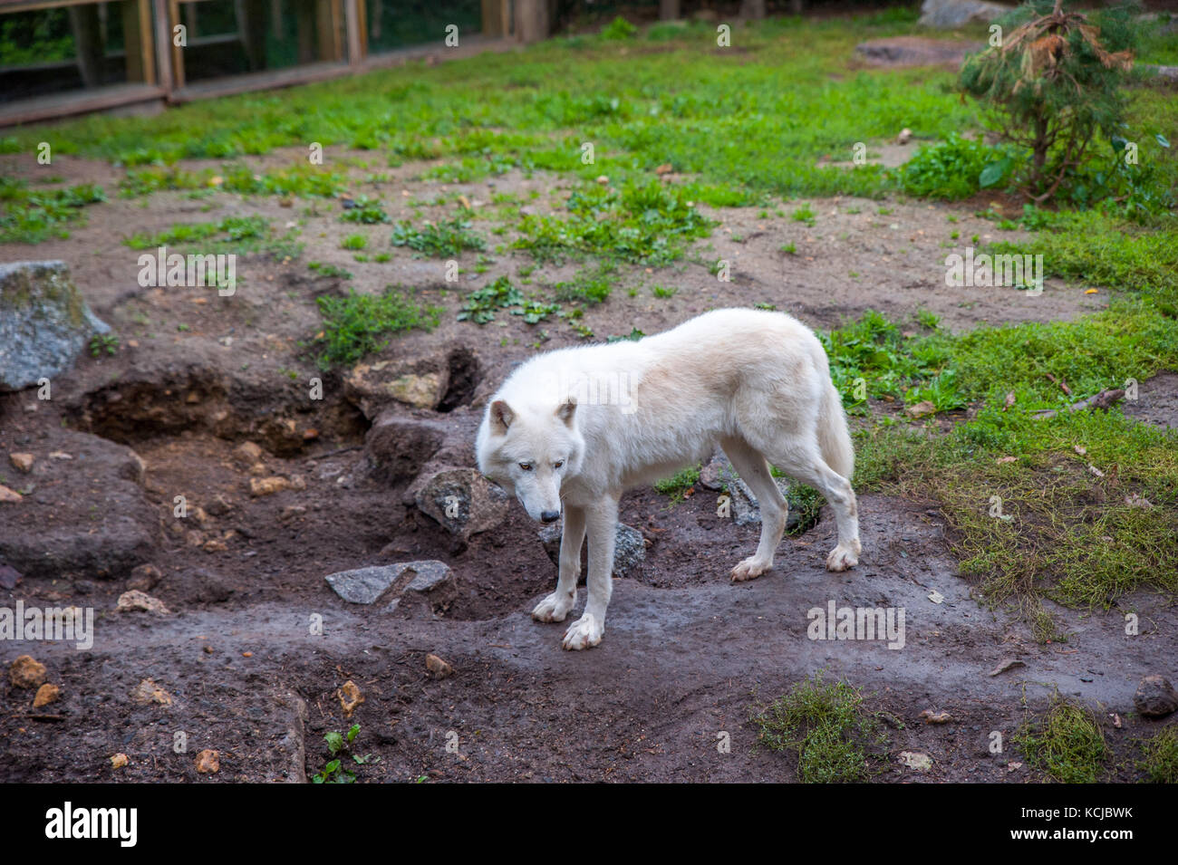 Wild, white wolfes eating their food during the feeding time in a zoo Stock Photo