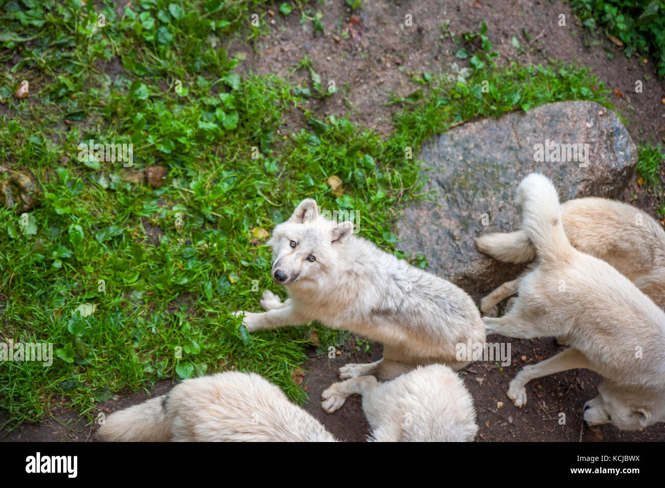 Wild, white wolfes eating their food during the feeding time in a zoo Stock Photo