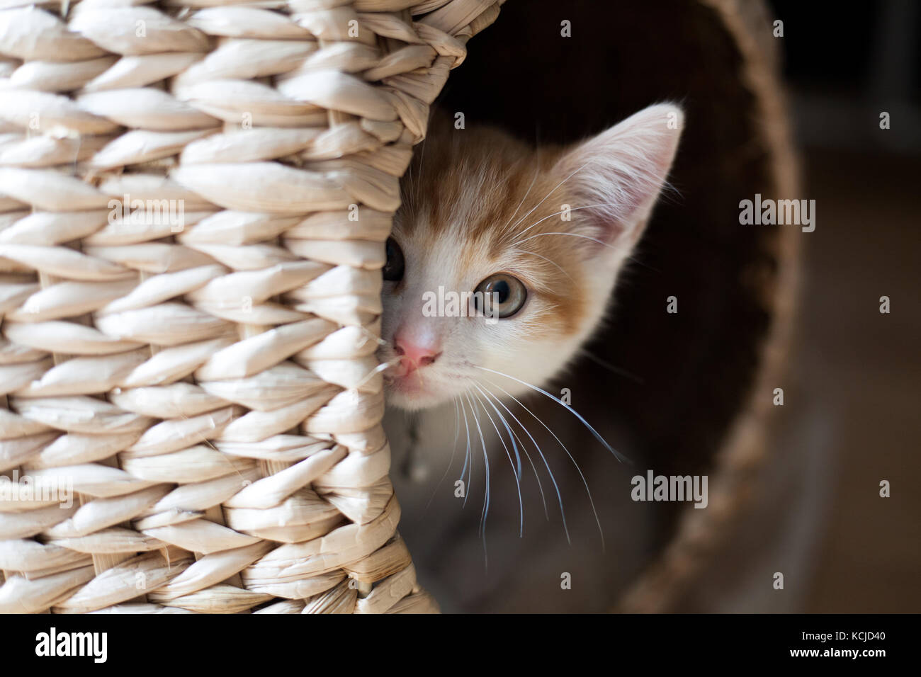 cute ginger kitten peeking out of a wicker pod Stock Photo