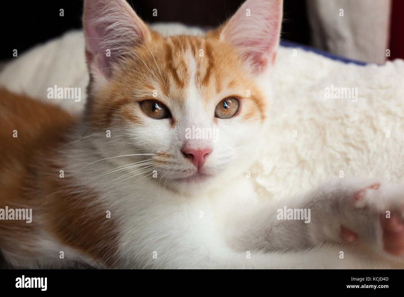 closeup photo of a young ginger cat Stock Photo Alamy