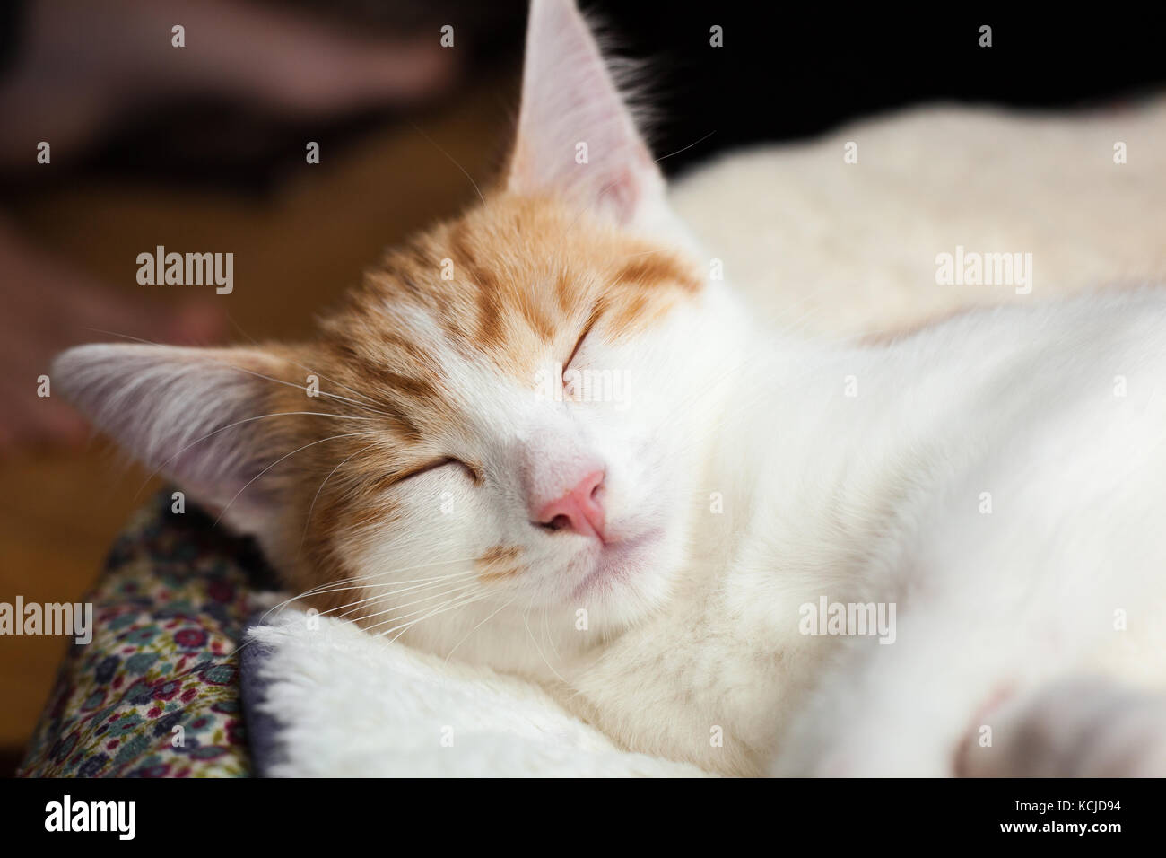 photo of a ginger cat sleeping in his bed Stock Photo