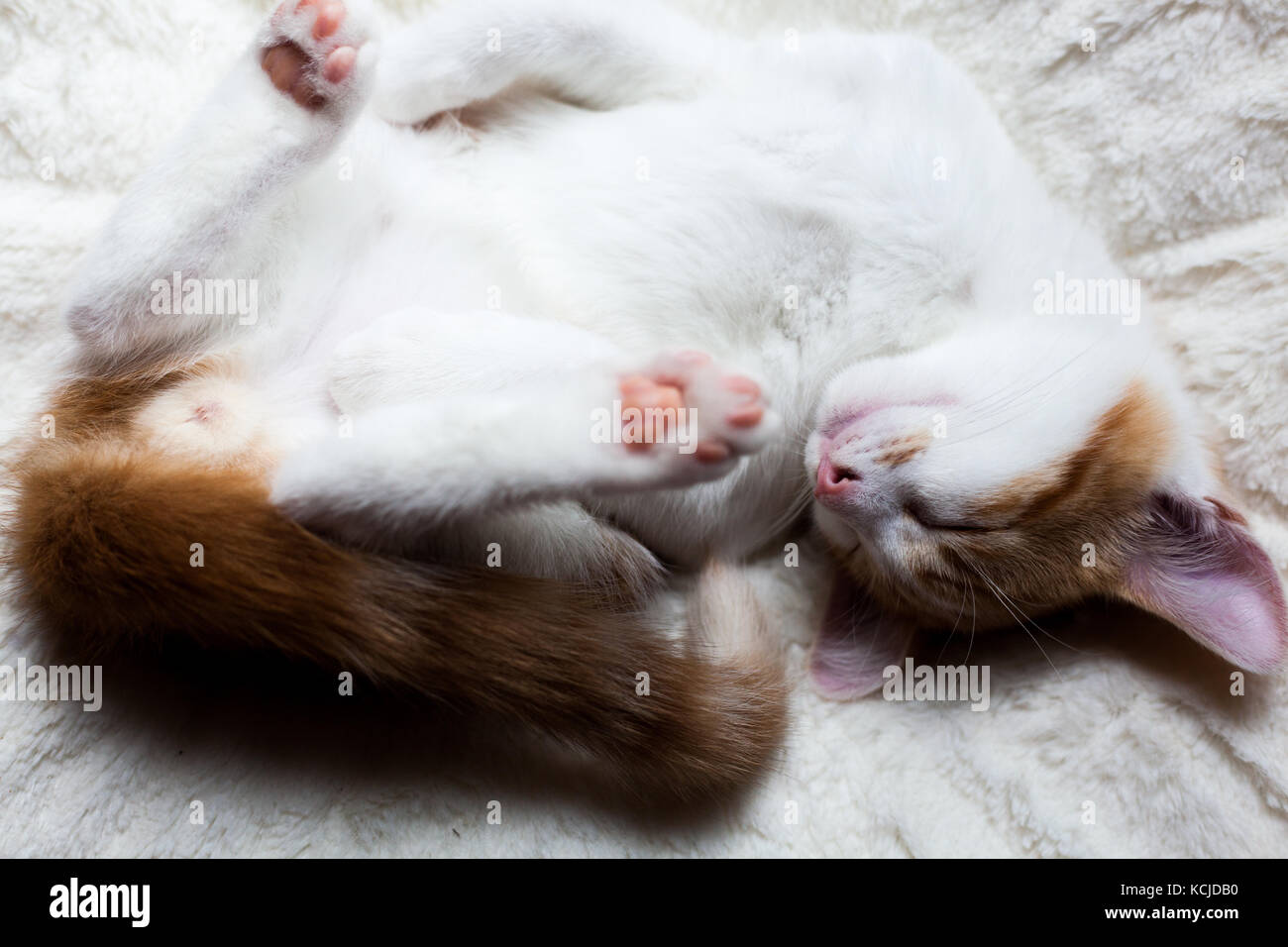photo of a ginger kitten sleeping happily Stock Photo - Alamy