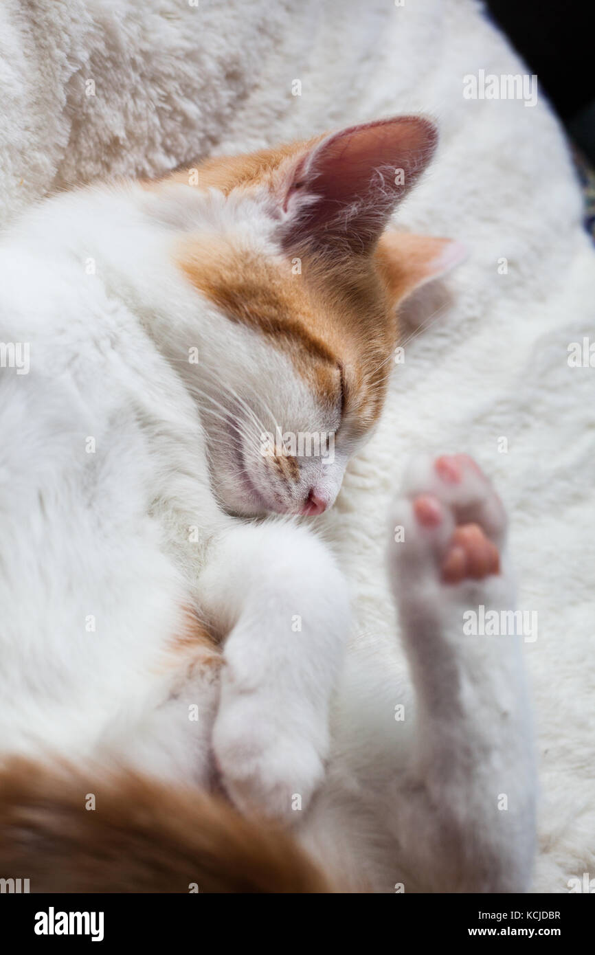 photo of a ginger kitten sleeping happily Stock Photo - Alamy