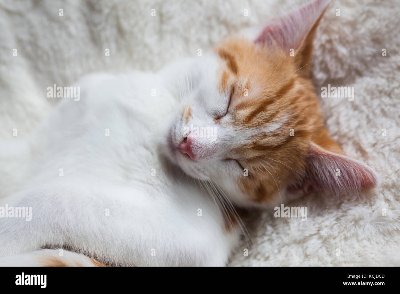 photo of a ginger kitten sleeping happily Stock Photo - Alamy