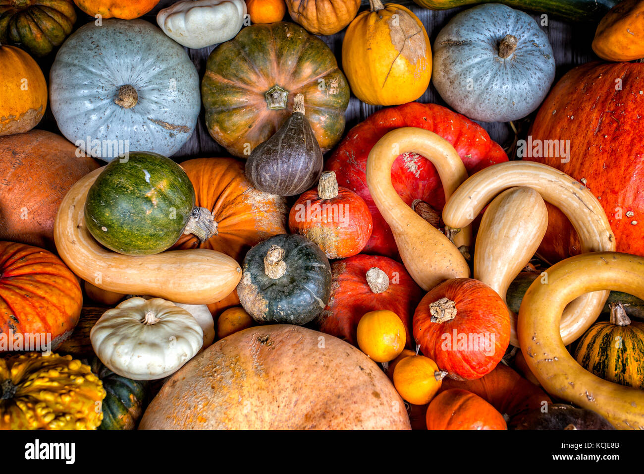 Assorted pumpkins, squashes and gourds Stock Photo Alamy