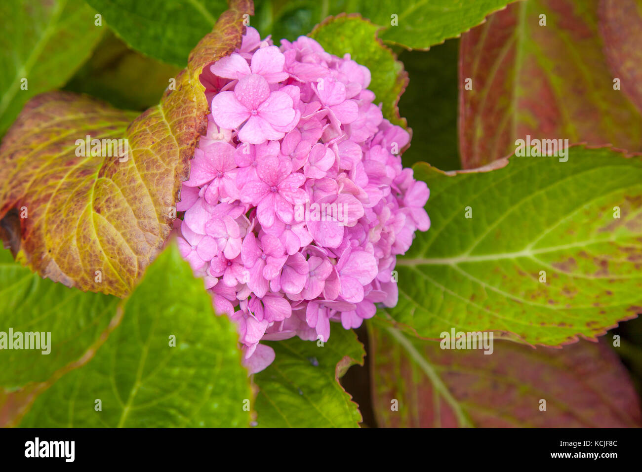 Hydrangea Soil Ph Stock Photos Hydrangea Soil Ph Stock Images