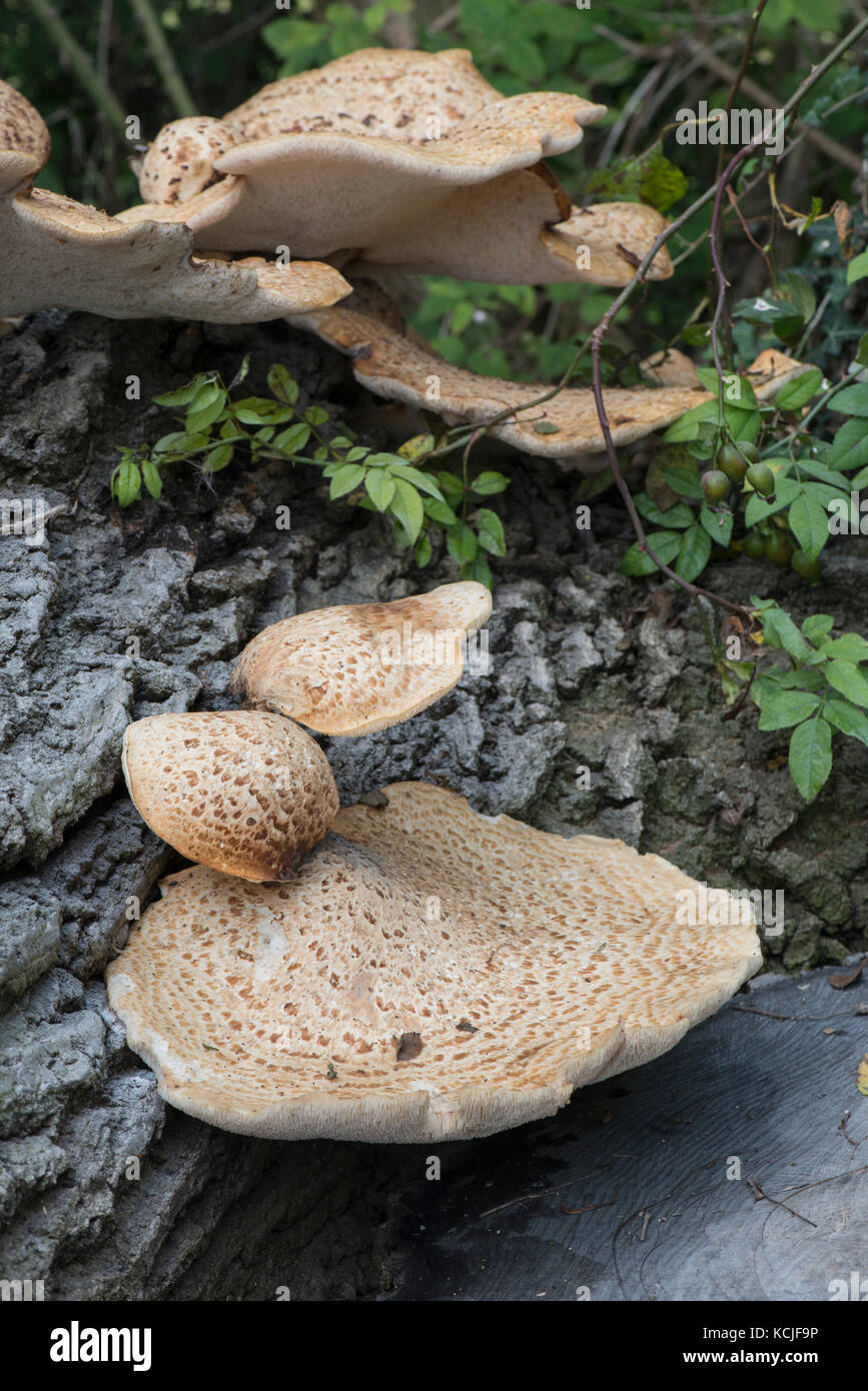 Dryad's Saddle Fungus: Polyporus squamosus. On fallen Oak tree. Surrey, UK. Stock Photo