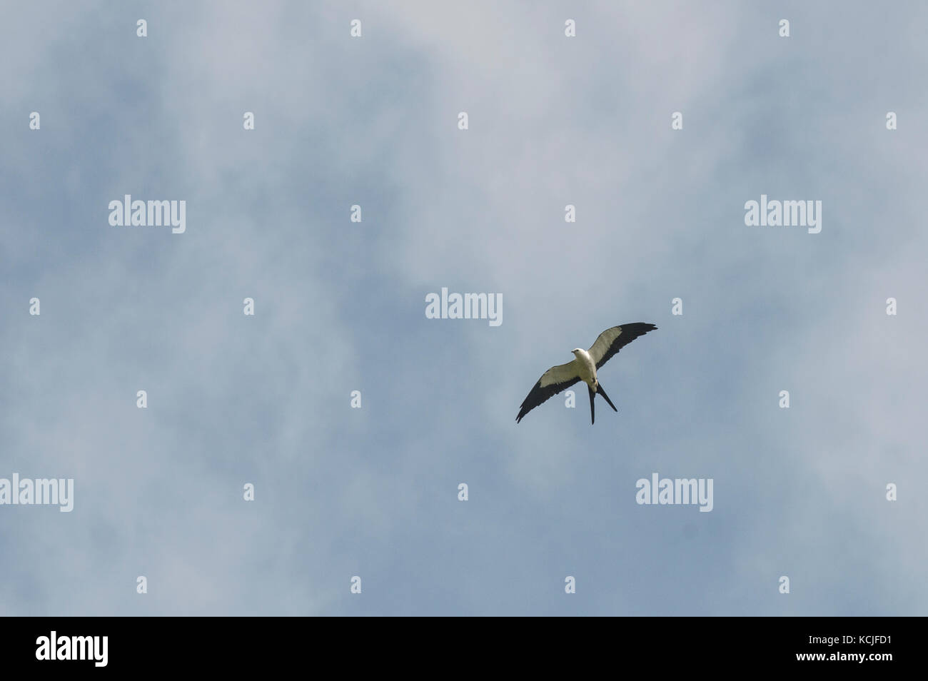 Swallow-Tailed Kite: Elanoides forficatus yetapa. Trinidad. Stock Photo
